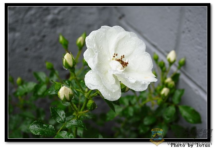 flower032.jpg