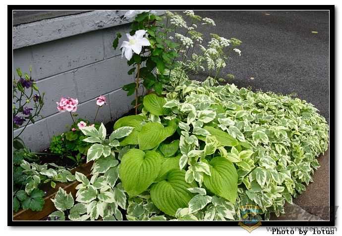 flower035.jpg