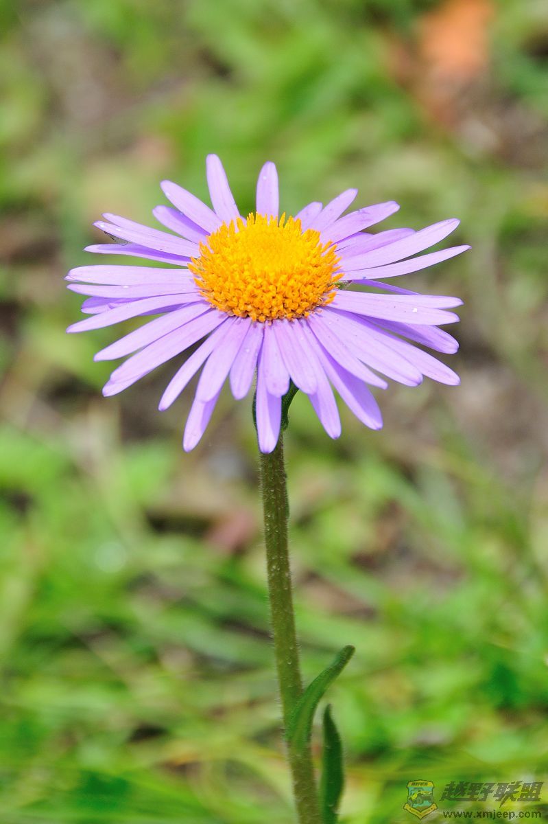 DSC_5684.jpg