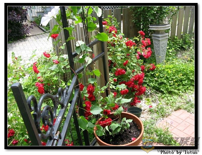 flower045.jpg