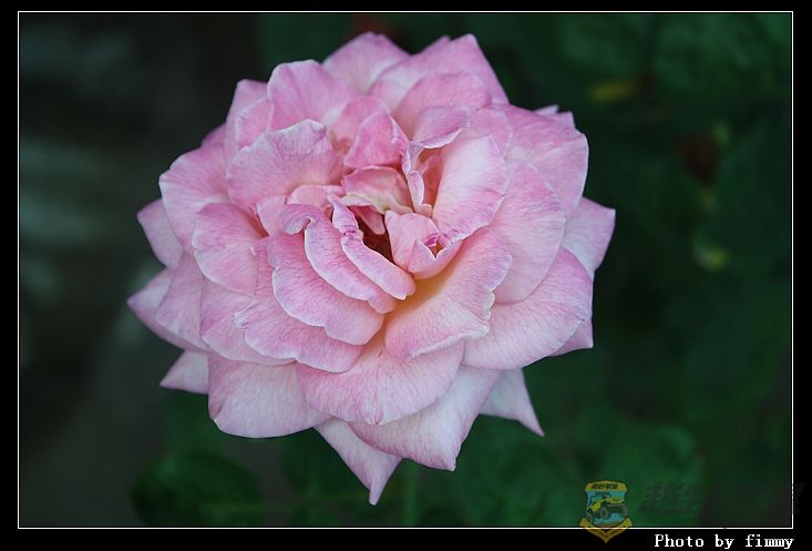 IMG_3785a.jpg