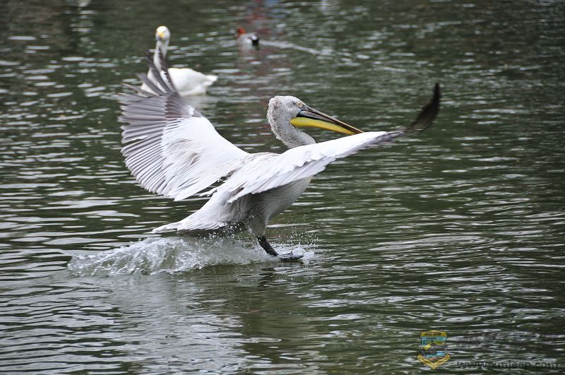 DSC_3315.jpg