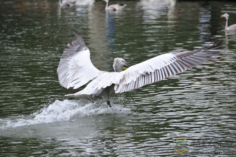 DSC_3316.jpg