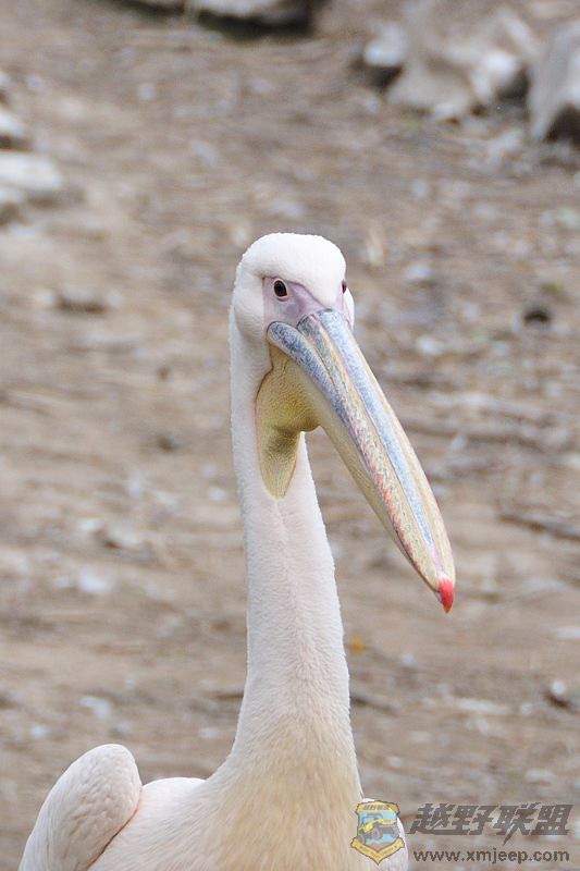 DSC_3367.jpg