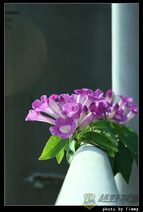 IMG_6565a.jpg