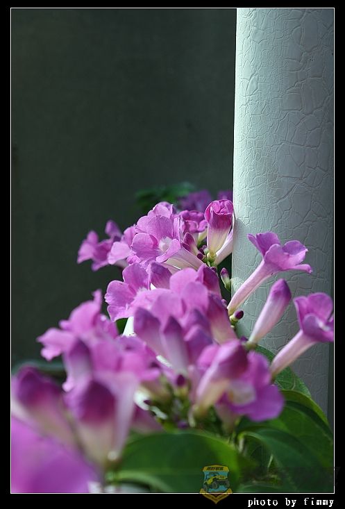 IMG_6599a.jpg