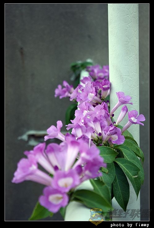 IMG_6606a.jpg