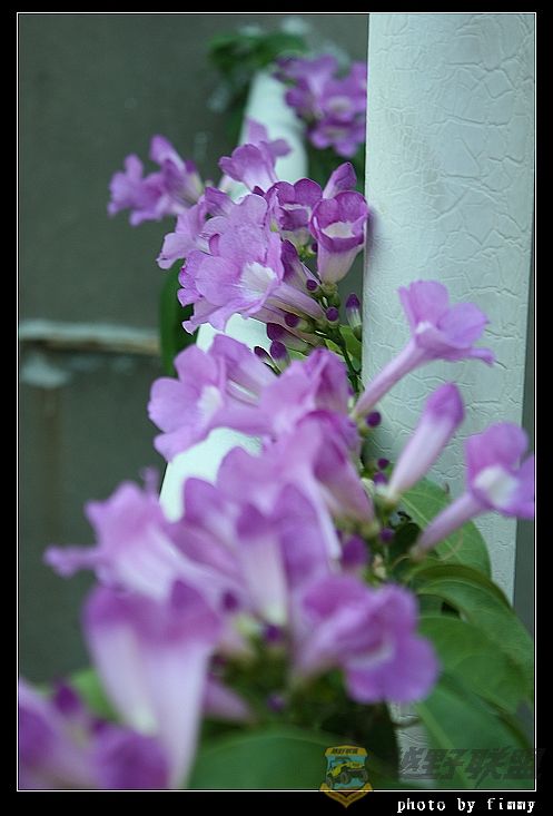 IMG_6607a.jpg