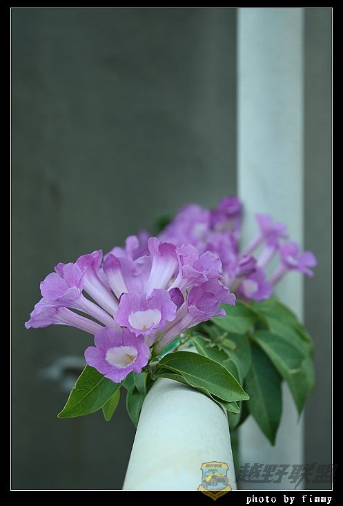 IMG_6615a.jpg