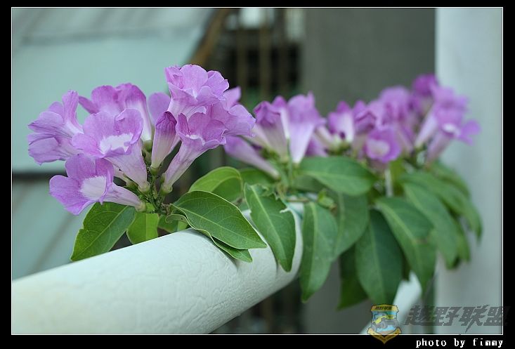 IMG_6618a.jpg