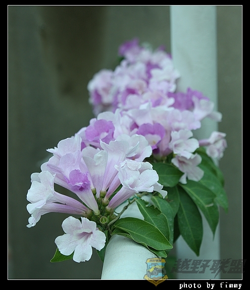 IMG_6639a.jpg