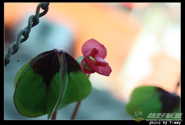 IMG_6680.JPG