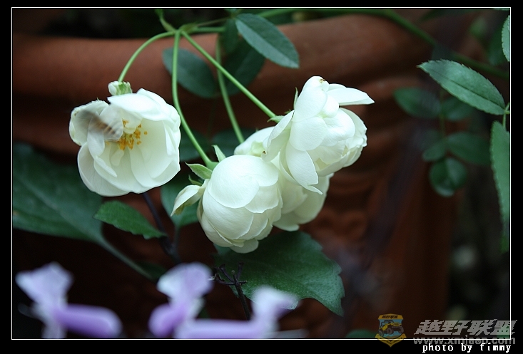IMG_6830a.jpg