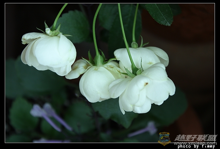 IMG_6841a.jpg
