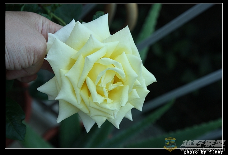IMG_6817.JPG