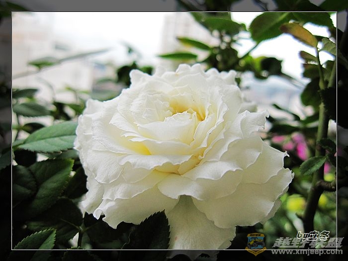 nEO_IMG_IMG_0034.jpg