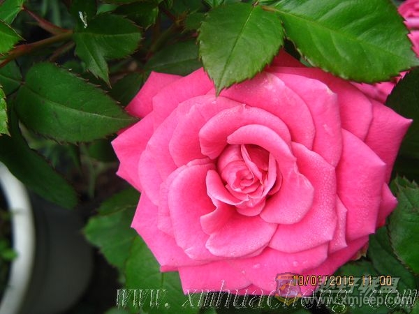 nEO_IMG_IMG_0007.jpg