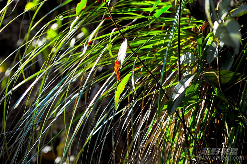 DSC_1911xiao.jpg