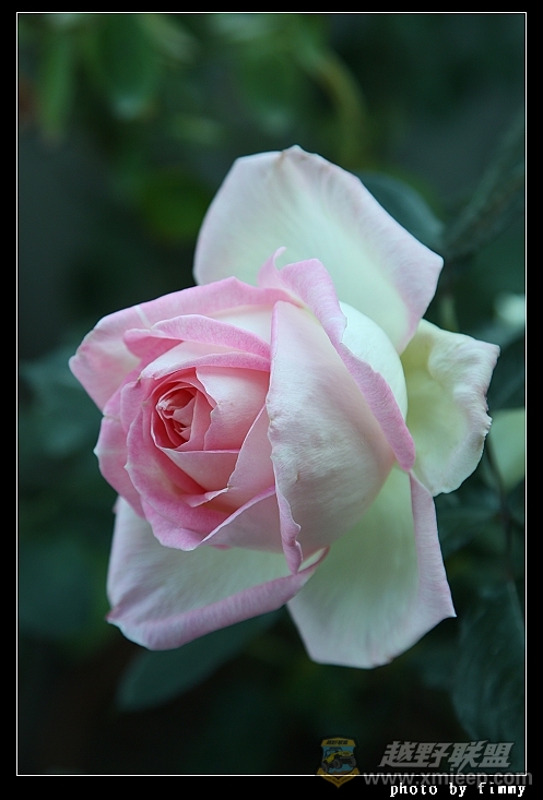 IMG_7102a.jpg