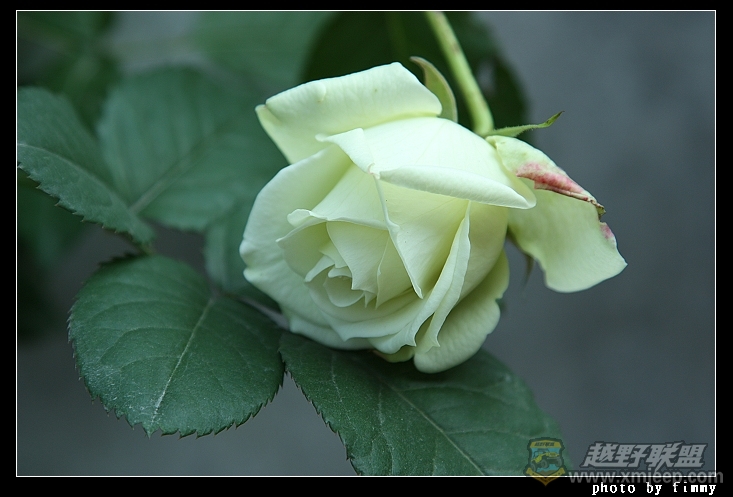IMG_7117a.jpg
