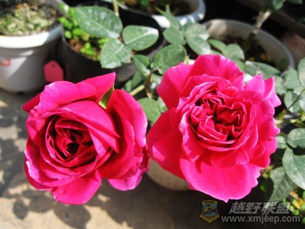 IMG_9801.jpg