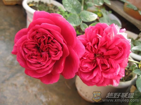 IMG_9803.jpg