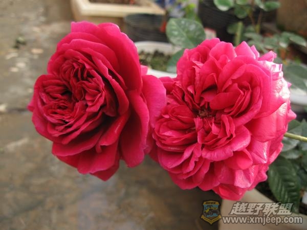 IMG_9804.jpg