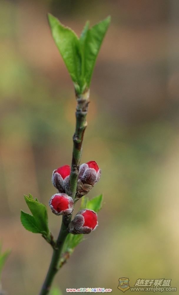 DSC_470005.jpg