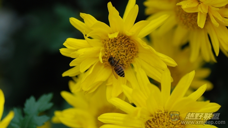 DSC_4771055.jpg