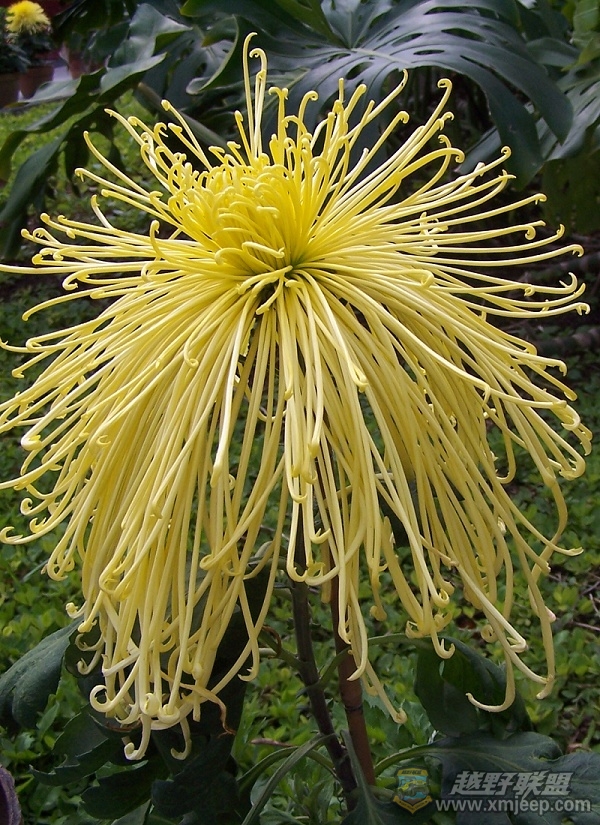 100_7386055.jpg