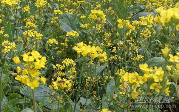100_7368055.jpg
