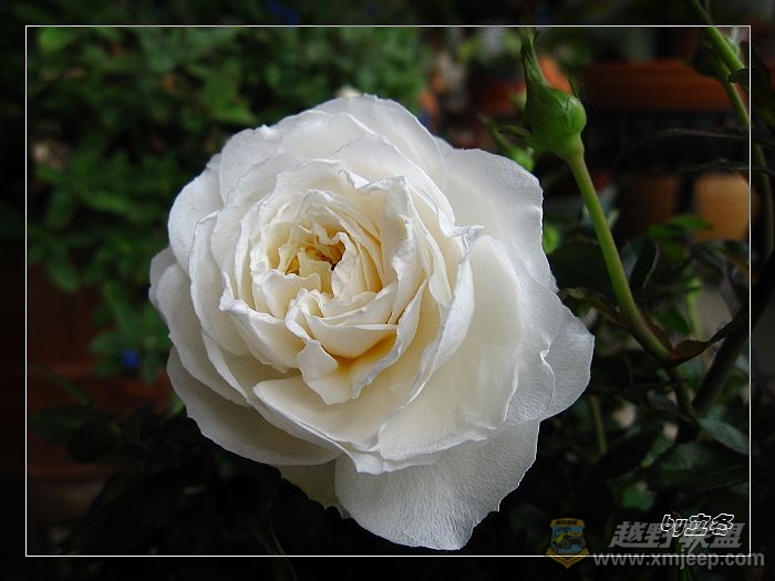 nEO_IMG_IMG_0660.jpg