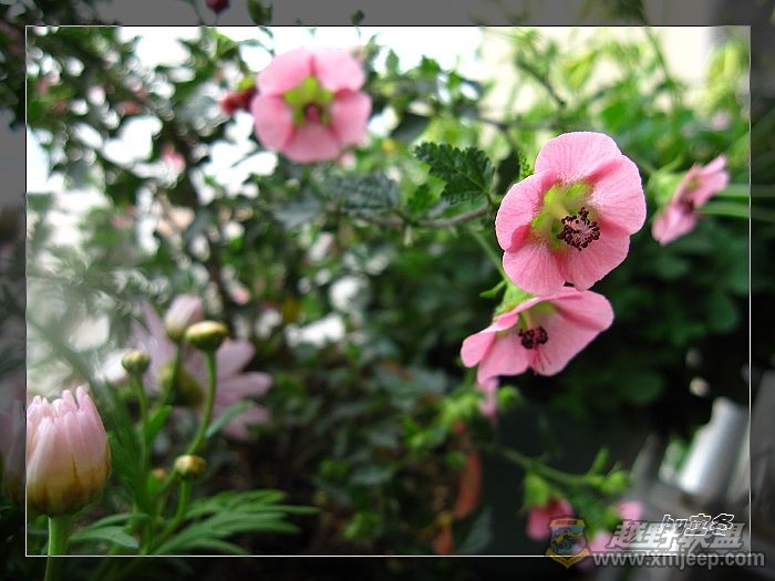 nEO_IMG_IMG_0724.jpg