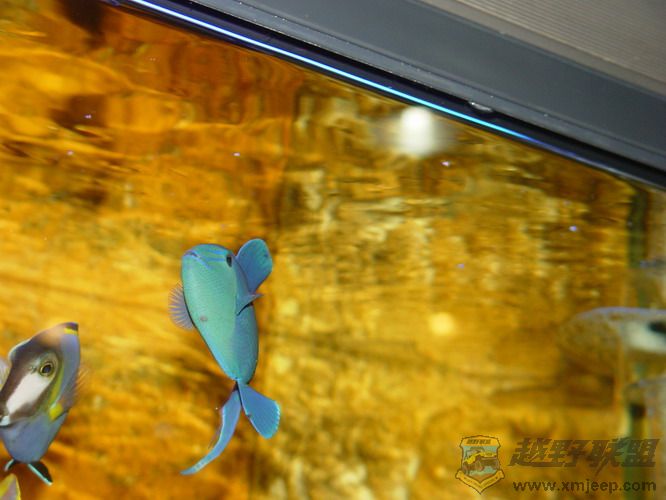 DSC02599_С.JPG