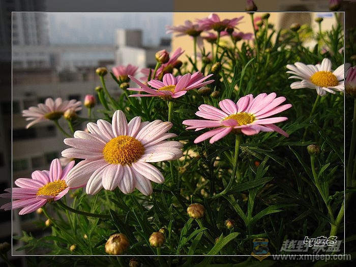 nEO_IMG_IMG_0839.jpg