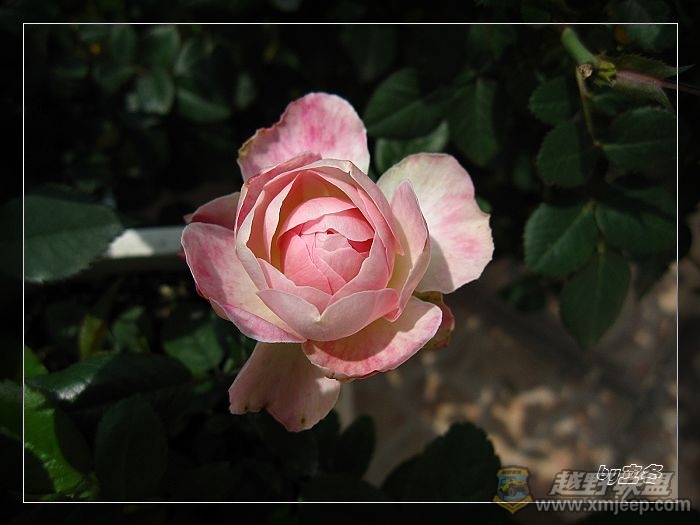 nEO_IMG_IMG_0859.jpg