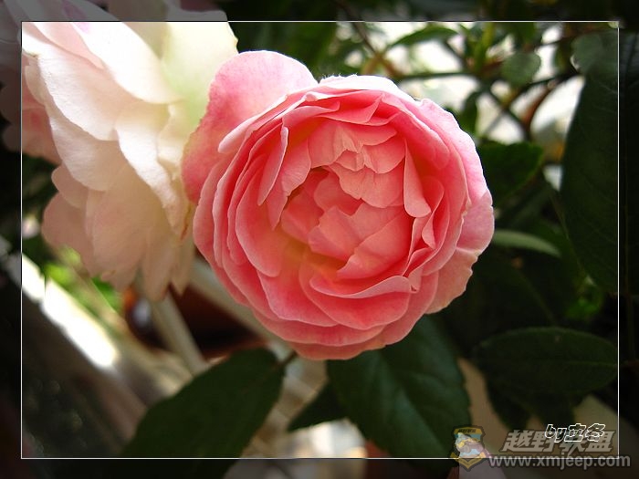 nEO_IMG_IMG_0930.jpg