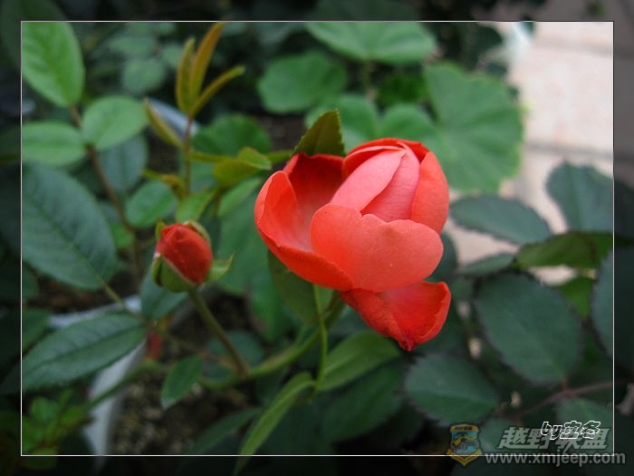 nEO_IMG_IMG_0906.jpg