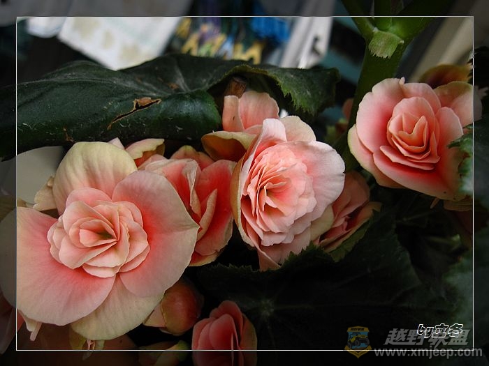 nEO_IMG_IMG_0967.jpg