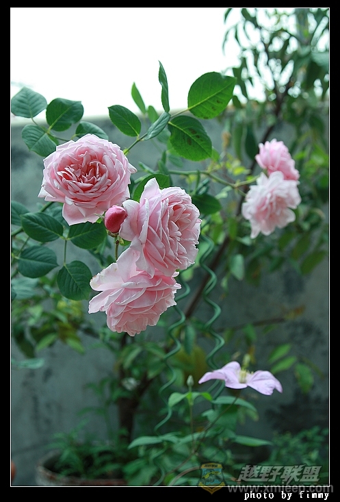 IMG_7946a.jpg