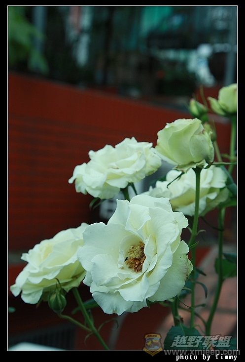 IMG_8009.JPG
