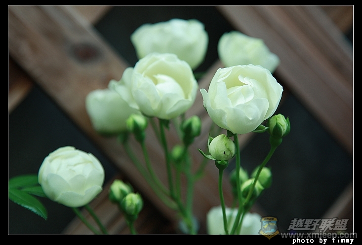 IMG_8018a.jpg
