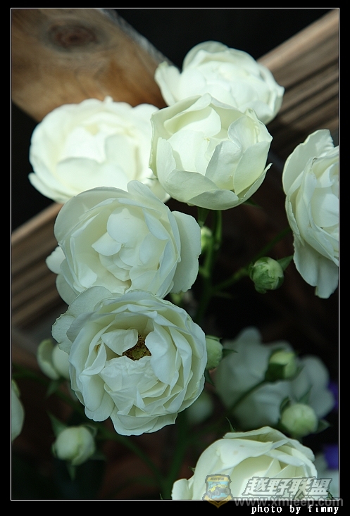 IMG_8086a.jpg