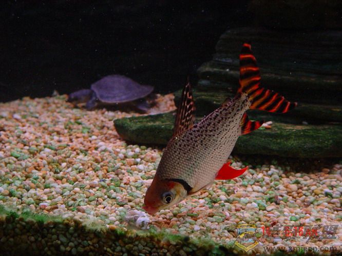 DSC00105_С.jpg