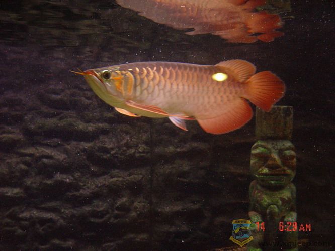 DSC00119_С.jpg