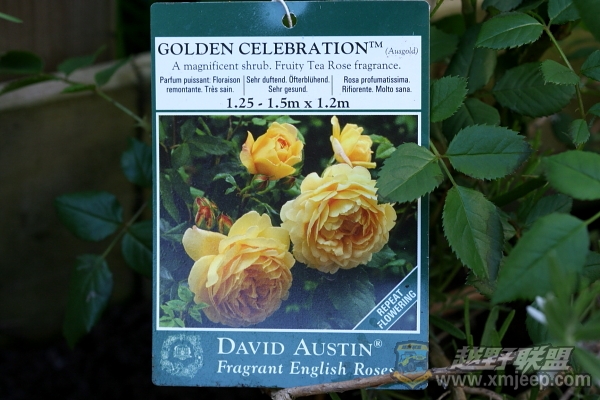 flower_20100516_007.JPG