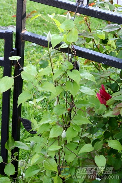 flower_20100516_004.JPG