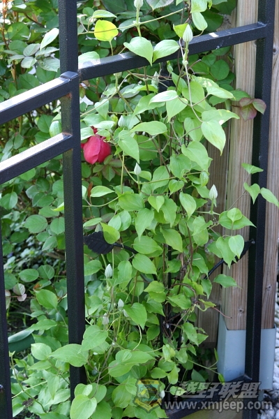 flower_20100516_005.JPG