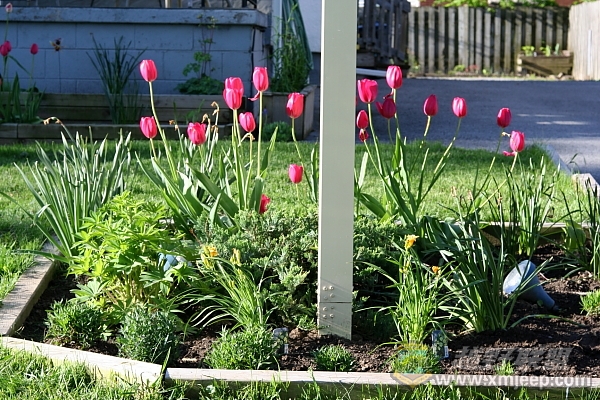 flower_20100516_027.JPG