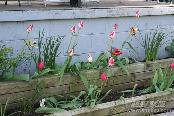 flower_20100516_031.JPG